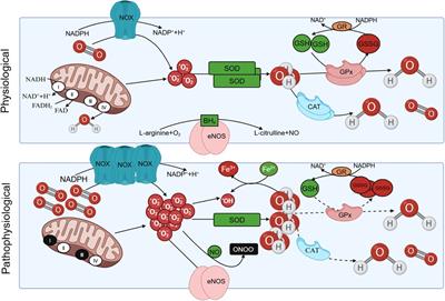 The role of oxidative stress in aortic dissection: a potential therapeutic target